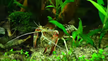 Procambarus clarkii Ghost Flusskrebs