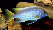 Pseudotropheus acei