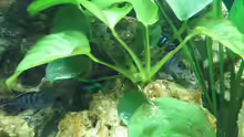 Pseudotropheus demasoni unter Anubias