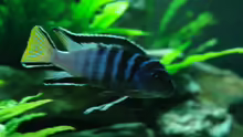 Pseudotropheus elongatus mpanga Bock (lebt nicht mehr)