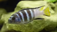 Pseudotropheus elongatus Mpanga (noch im alten Aquarium)
