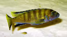 Pseudotropheus flavus männlich
