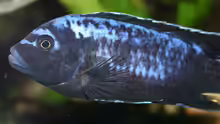 Pseudotropheus msobo magunga male