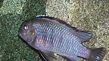 Pseudotropheus ´Tropheops´ Macrophthalmus Chilumba