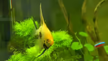 Pterophyllum scalare (Koi)
