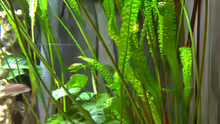 Randbepflanzung mit Cryptocoryne aponogetifolia