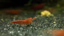 Red-Fire Garnele