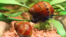 Rennschnecken ´Orange Track´ / Neritinia sp.