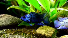 Rocio octofasciatum var. Electric Blue Jack Dempsey
