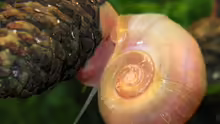 rosa Posthornschnecke