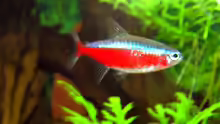 Roter Neon (Paracheirodon axelrodi)