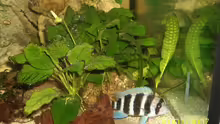 Schieferstreifen als Anubias - Halter. . .