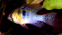 Schmetterlingsbuntbarsch