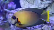 Schokoladendoktor - Acanthurus pyroferus