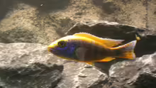 Sciaenochromis Ahli