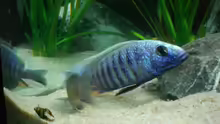 Sciaenochromis Ahli, Hochzeit