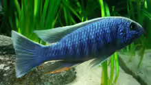 Sciaenochromis Ahli
