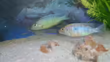 Sciaenochromis Ahli multicolor im 5 Monat