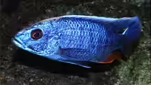 Sciaenochromis fryeri - Männchen WFNZ