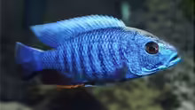 Sciaenochromis fryeri - Männchen WFNZ