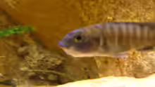 Sciaenochromis fryeri female mit Eiern im Maul