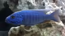 Sciaenochromis fryeri male