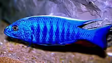 Sciaenochromis fryeri