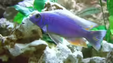 Sciaenochromis fryeri ???ahli??? Bock