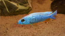 Sciaenochromis fryeri ahli Iceberg