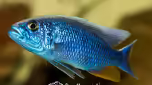 Sciaenochromis Fryeri Iceberg Ahli (m)