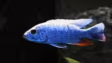 Sciaenochromis fryeri M