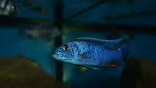 Sciaenochromis fryeri male