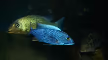 Sciaenochromis fryeri male