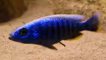 Sciaenochromis fryeri male