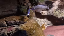 Sciaenochromis Fryeri Weibchen mit Placidochromis Mdoka und Sciaenochromis fryeri