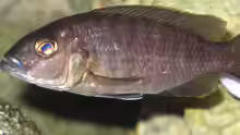 Sciaenochromis fryeri Weibchen