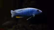 Sciaenochromis fryeri
