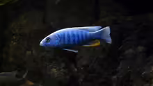 Sciaenochromis fryeri