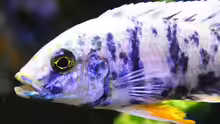 Sciaenochromis Hybride