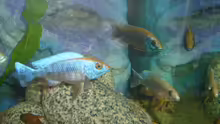 Sciaenochromis