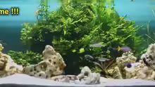 So sah das Aquarium vor der Neueinrichtung aus.