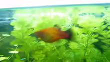 Sonnenplaty