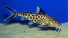 Synodontis Grandiops