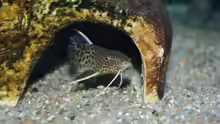 Synodontis in der Höhle