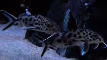 Synodontis Multipunctatus