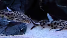 Synodontis Multipunctatus