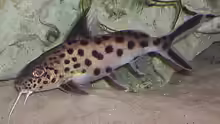 Synodontis Multipunktatus