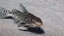 Synodontis njassae