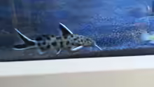 Synodontis petricola