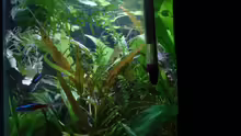Technik im Aquarium 54l AQ